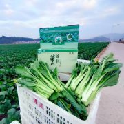 新鲜采摘 农家蔬菜批发代发